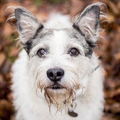 Co se děje s mým mazlíčkem?