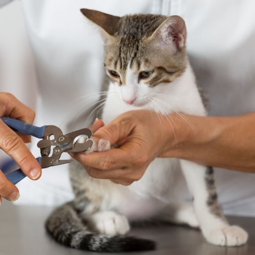 Rady, jak správně zastřihovat drápky